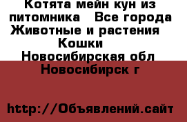 Котята мейн-кун из питомника - Все города Животные и растения » Кошки   . Новосибирская обл.,Новосибирск г.